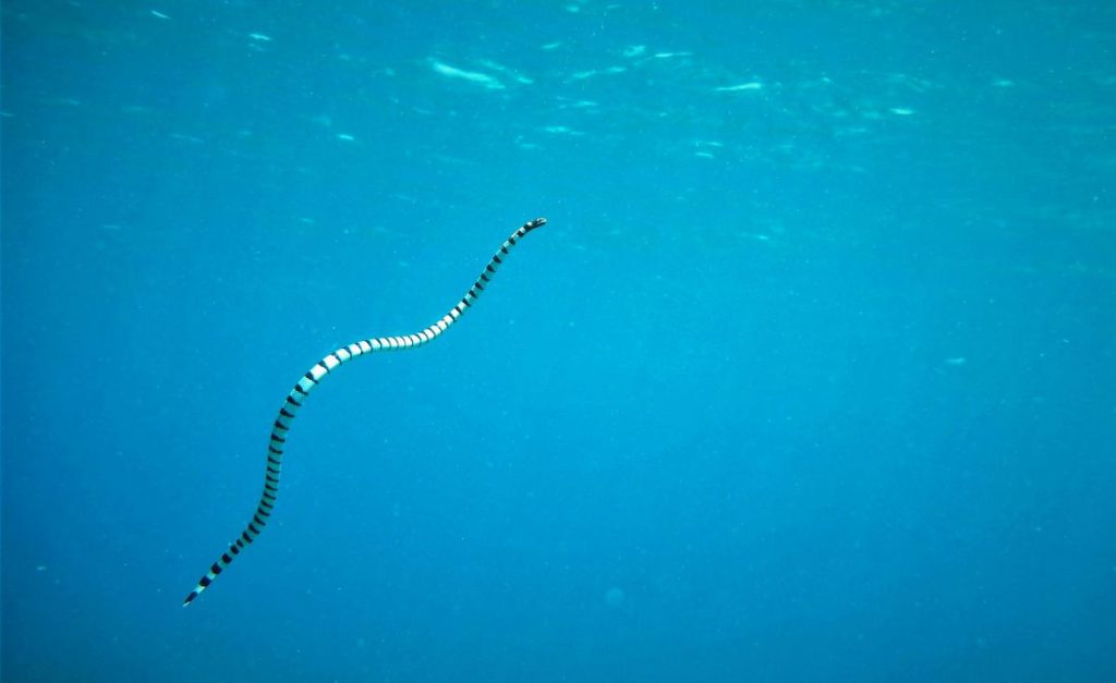 An underwater photo of a black banded sea krait swimming.