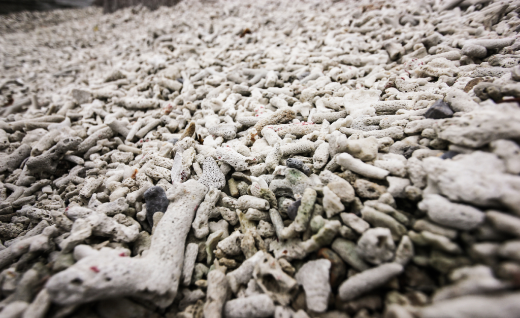 broken and dead coral a result of coral bleaching.