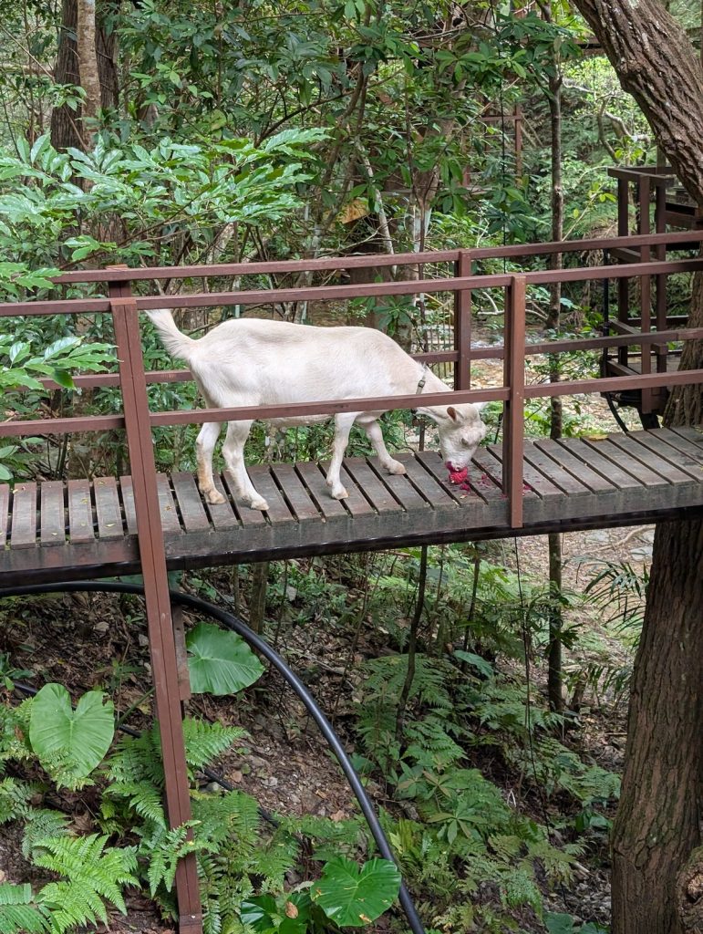 a white goat eating dragonfruit on a wooden walkway