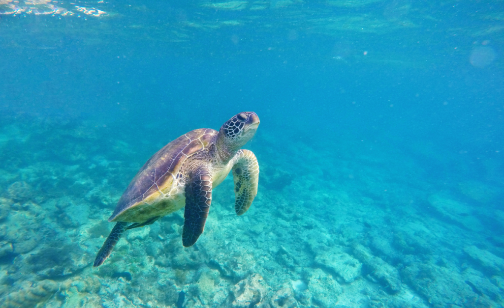 An underwater photo of a green sea turtle swimming up from coral.