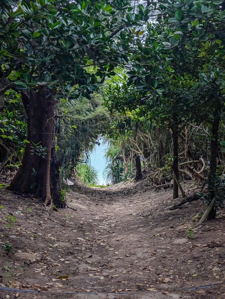 A well-trod dirt path leading between thick bushes to a patch of blue water.