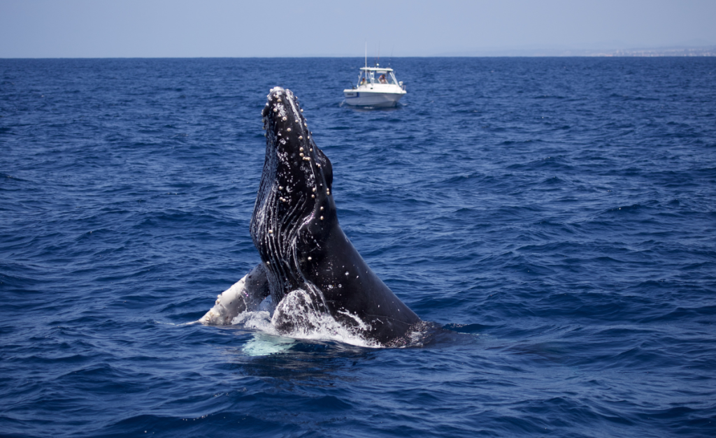 A Humpback whale breaching straight up from dark blue water with a small white speedboat in the background.