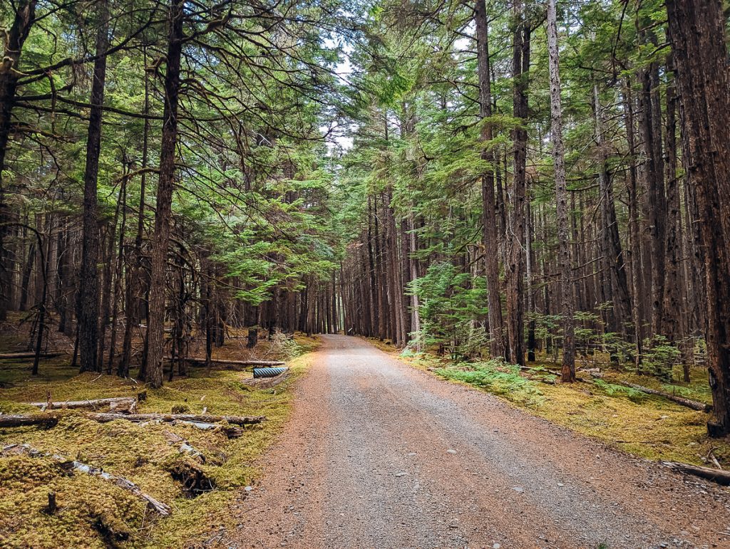 A gravel road with many tall pine trees on both sides, blocking the sky.