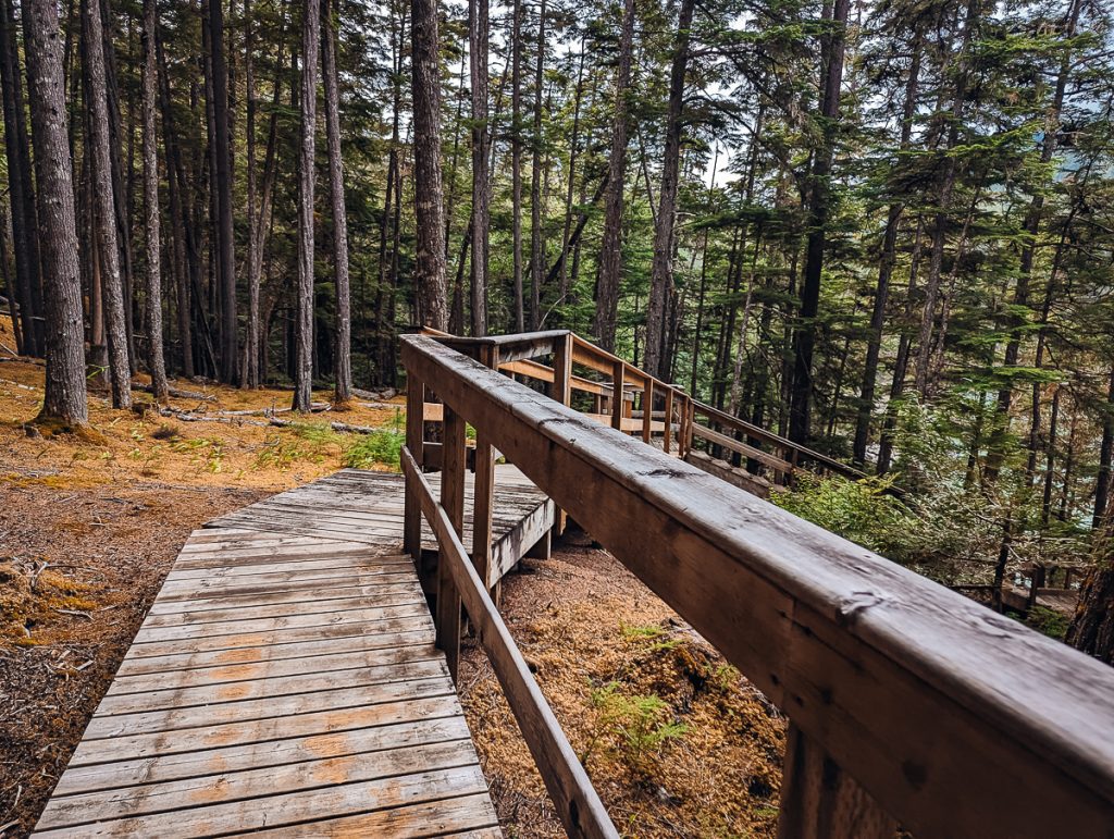 A wooden walkway through a pine forest with wooden railings on one side.