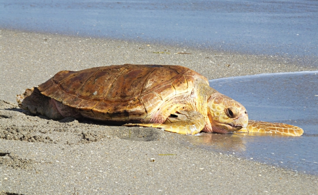 A close-up photo of a Loggerhead turtle on a beach.