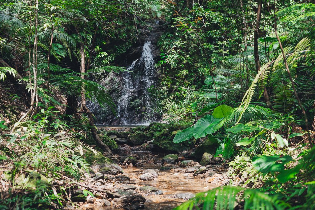 A waterfull in the Okinawa Forest