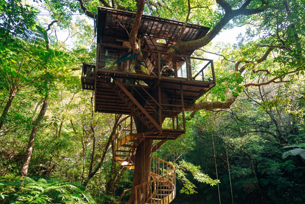 Spiral staircase treehouse in an akai tree