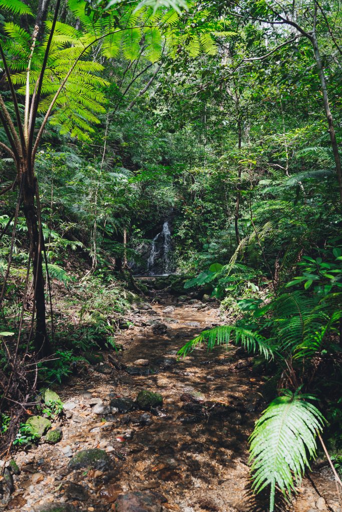 Okinawa forest with lush green trees and waterfall