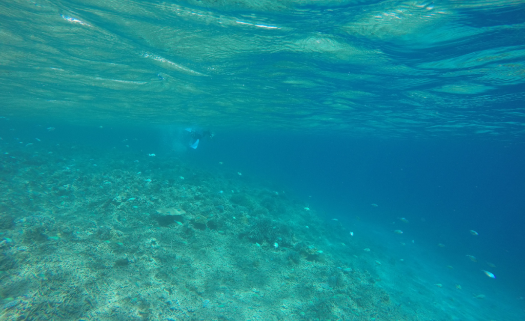 SCUBA Diver in the waters off Zamami Island Jap[an