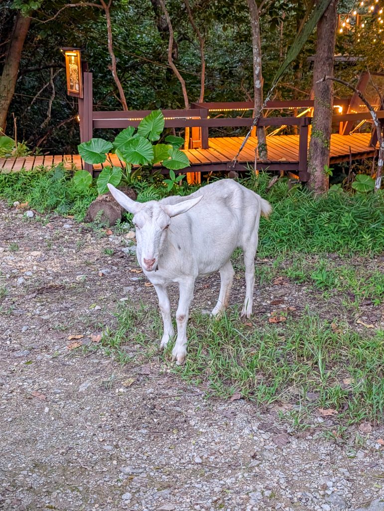 A sassy white goat