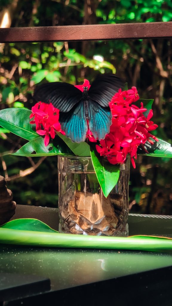 a giant butterfly on flowers in Okinawa