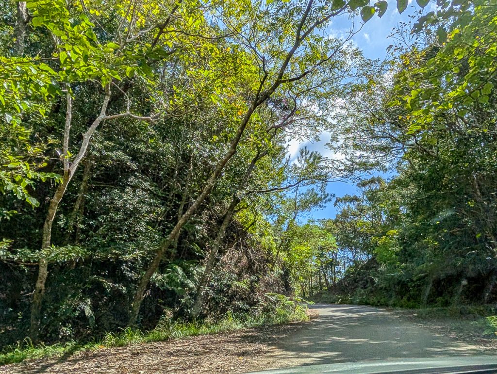 The road driving to Treeful Treehouse in Okinawa