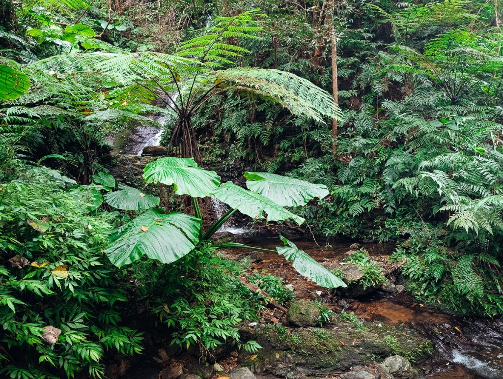 The rainforest in Okinawa