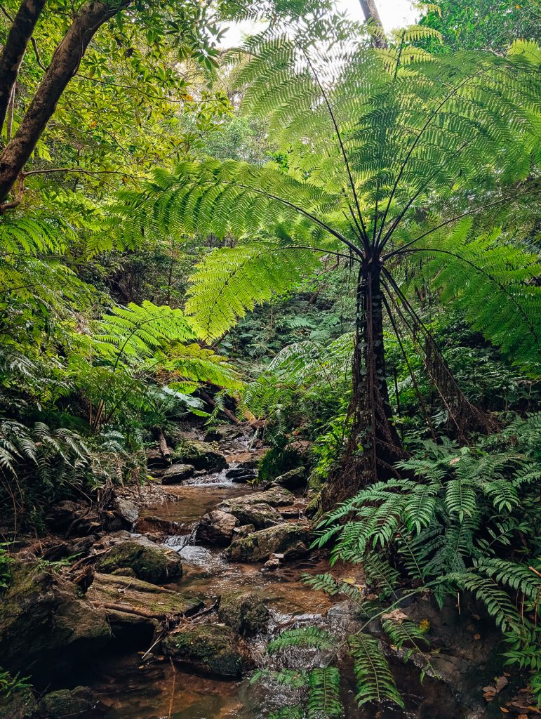 The lush forest in Okinawa, Japan