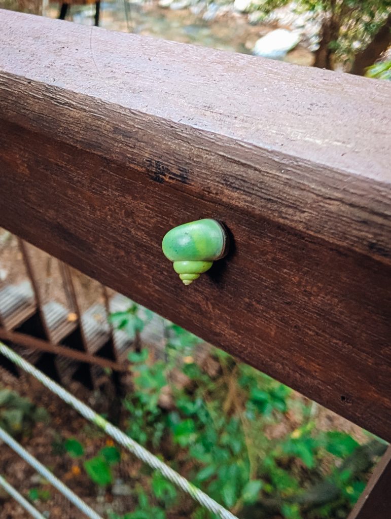 A green snail on a wooden rail
