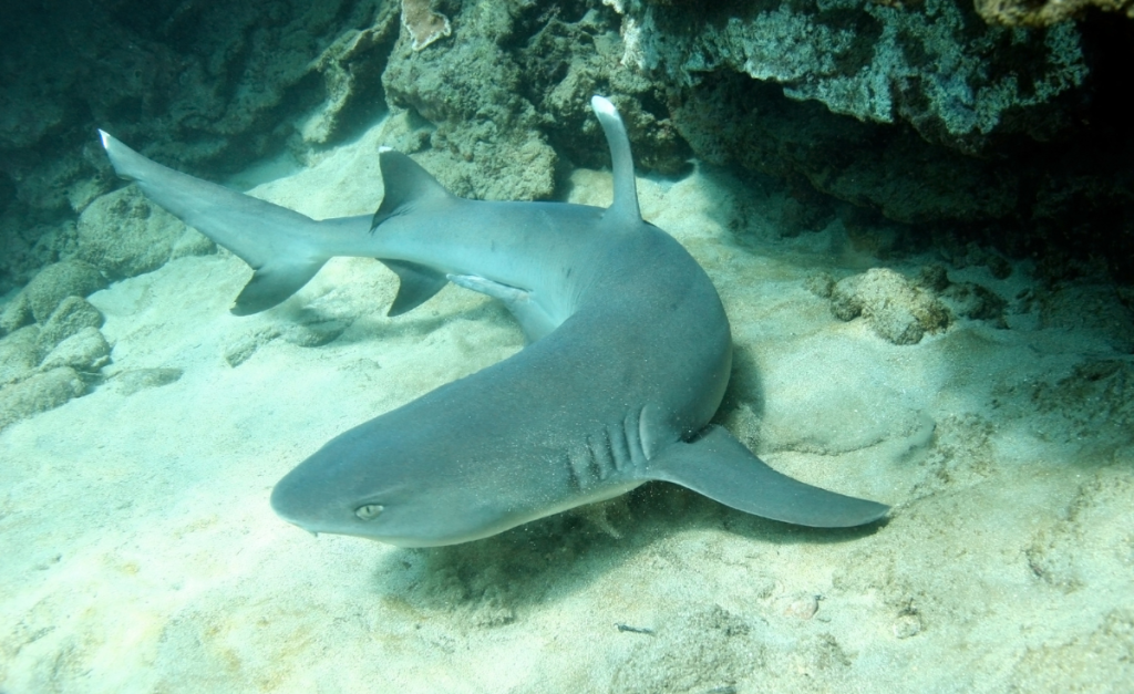 An underwater photo of a White Tip Reef Shark floating above sand next to coral.