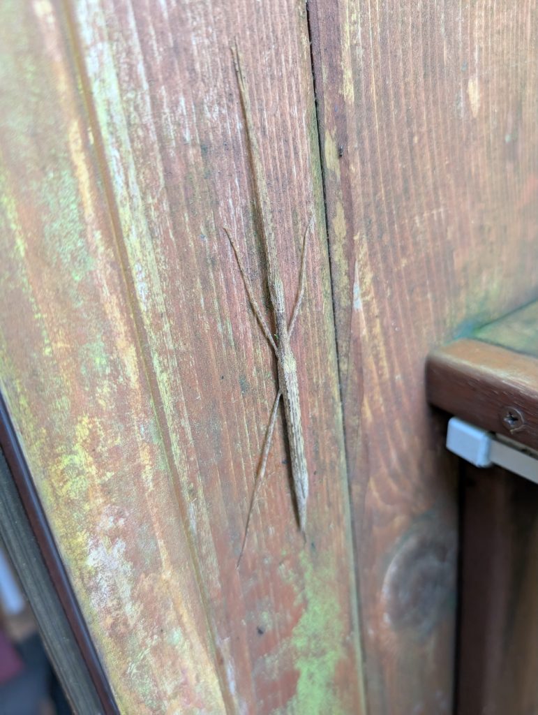 Stickbug on a wooden building