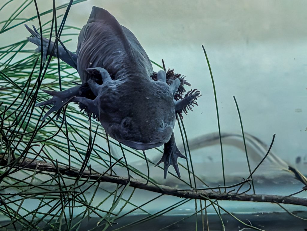 A close-up underwater shot of a black axolotl in a water tank with some leaves around it.