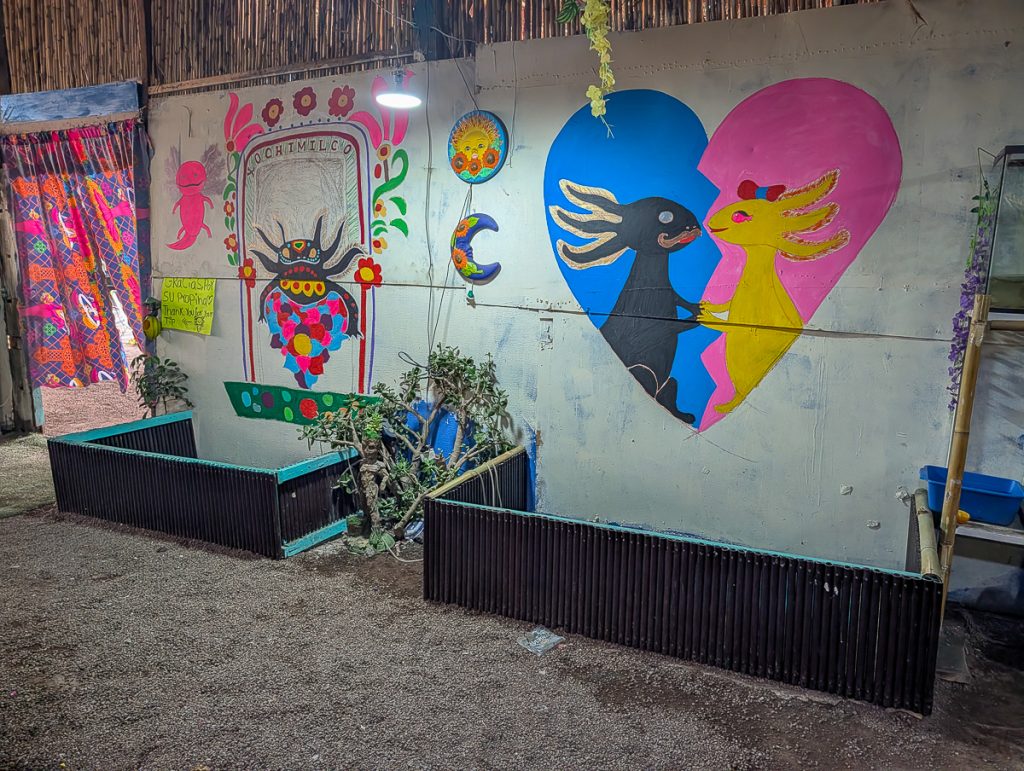 Colorful wall murals of axolotls on a white wall.