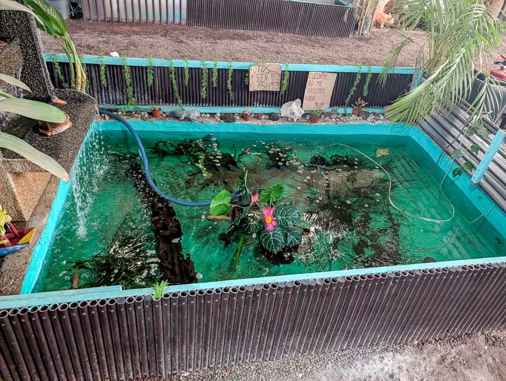An overhead photo of a small pond/tank with axolotls, a tiny waterfall, plants and a hose.