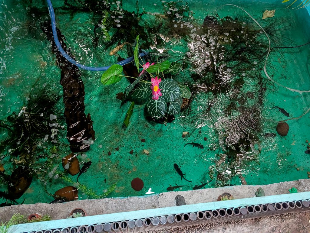 A close-up overhead shot of black axolotls in a tank with plants.