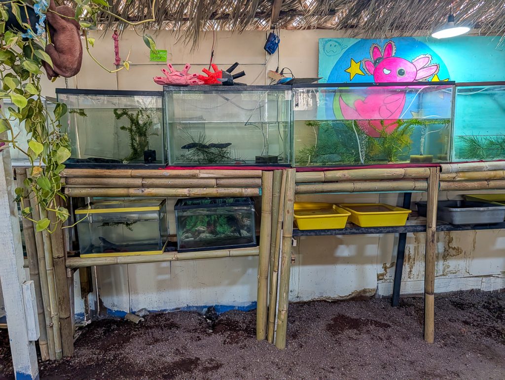 Small tanks on shelves with black axolotls in them and a painting of a pink axolotl behind.