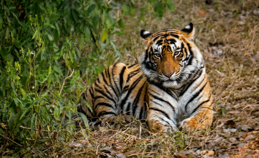 A Bengal tiger lying in brown grass and leaves with green leaves next to it.