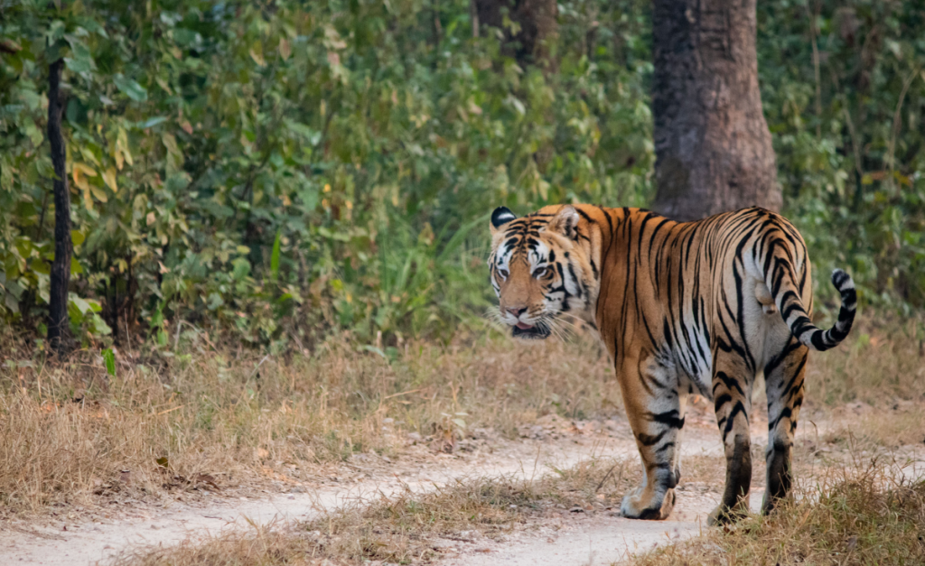 A Bengal tiger standing on a dirt road looking back over its shoulder with green bushes and a tree trunk behind it.