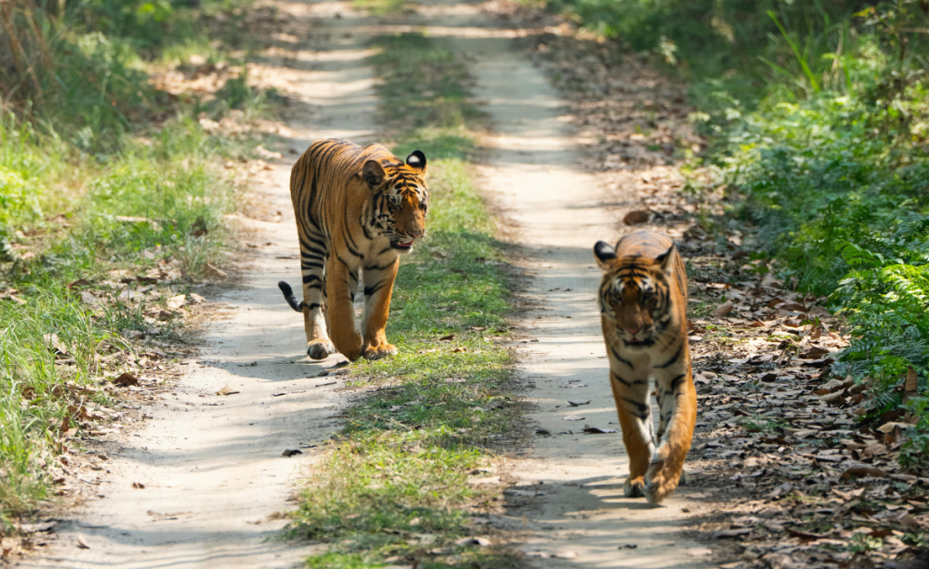 Two Bengal tigers walking down a dirt path with leaves and green grass around them.