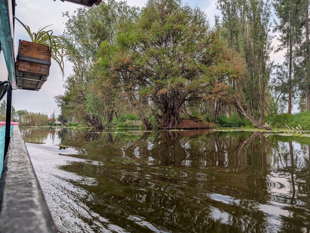 A close up view of a canal taken from a low-lying boat, with trees and grass growing on the side of the water.
