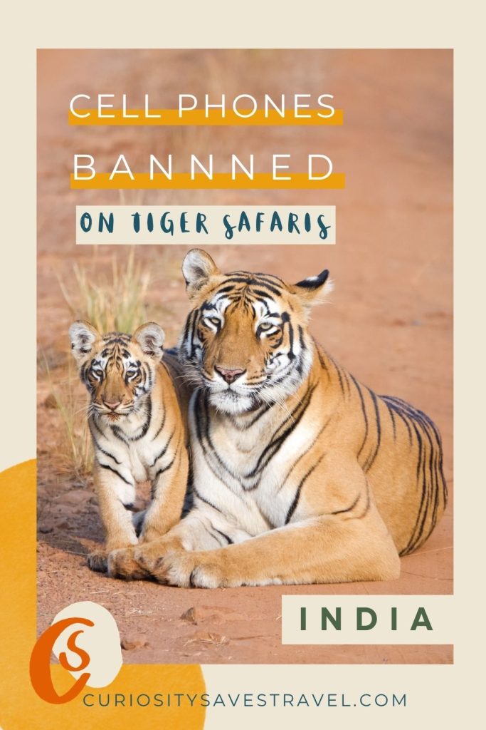 A photo of a tiger lying on red dirt with a cub standing next to it and text overlaying the image that says "Cell phones banned on tiger safaris India."