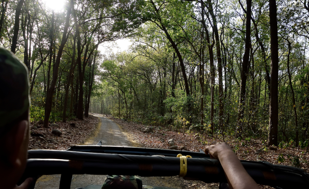 The blurry side of someone's head and an arm resting on a bar on a car driving down a dirt road surrounded by trees.