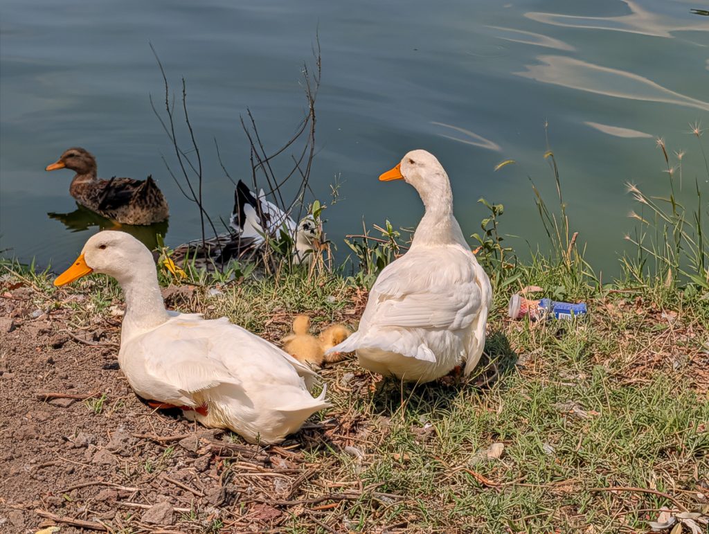 Some ducks and ducklings in water and sitting on a bank next to a plastic bottle.