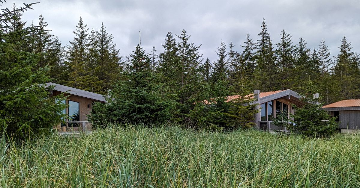 Some small wooden buildings almost hidden among pine trees and long grass with an overcast sky above.