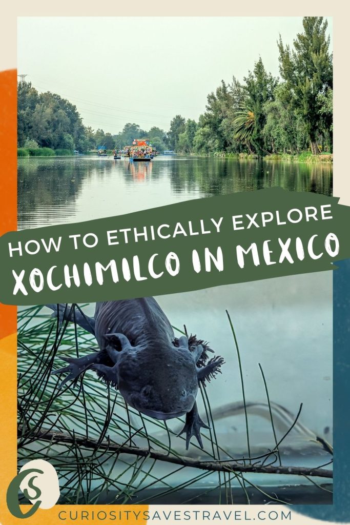 A photo of colorful boats on water with tall trees on either side above a photo of a black axolotl underwater, with a text box in between that reads "How to ethically explore Xochimilco in Mexico."