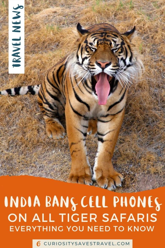 A close up photo of a tiger yawning with its tongue out and an orange text box below that says "India bans cell phones on all tiger safaris everything you need to know."