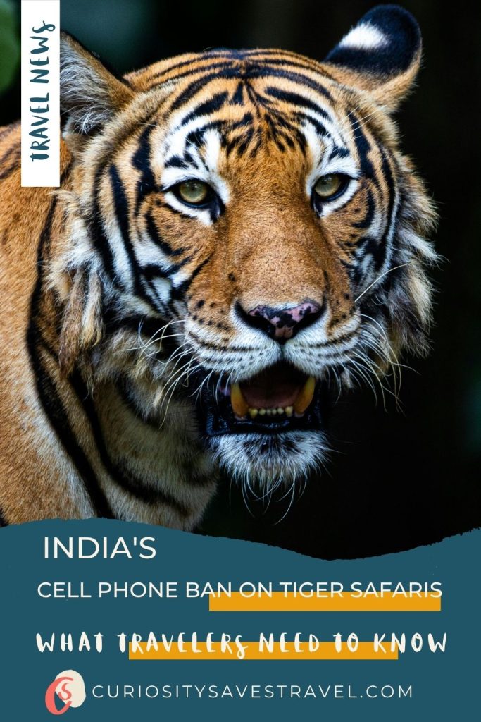 A close up photo of a tiger with its mouth open on a dark background with a blue text box below that reads "India's cell phone ban on tiger safaris what travelers need to know."