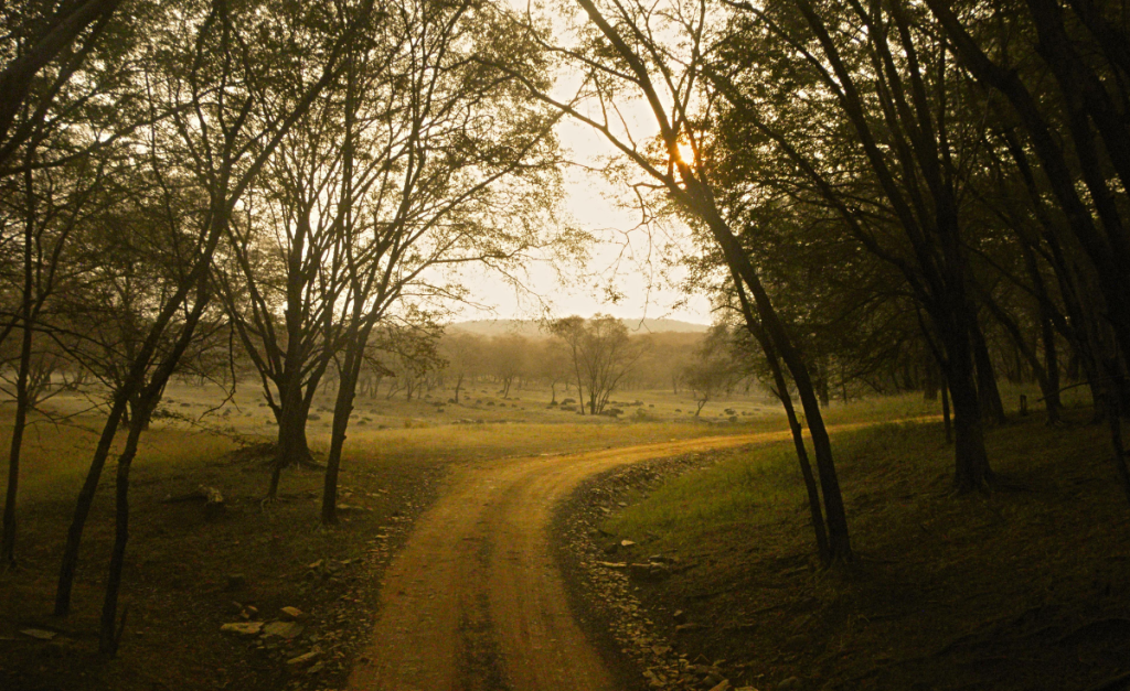 A dirt road curving past some trees with more trees and a hill in the distance, bathed in golden light.