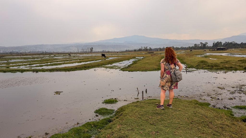 A woman in a dress standing with her back to the camera on grass next to wetlands with cows and white birds in the distance.