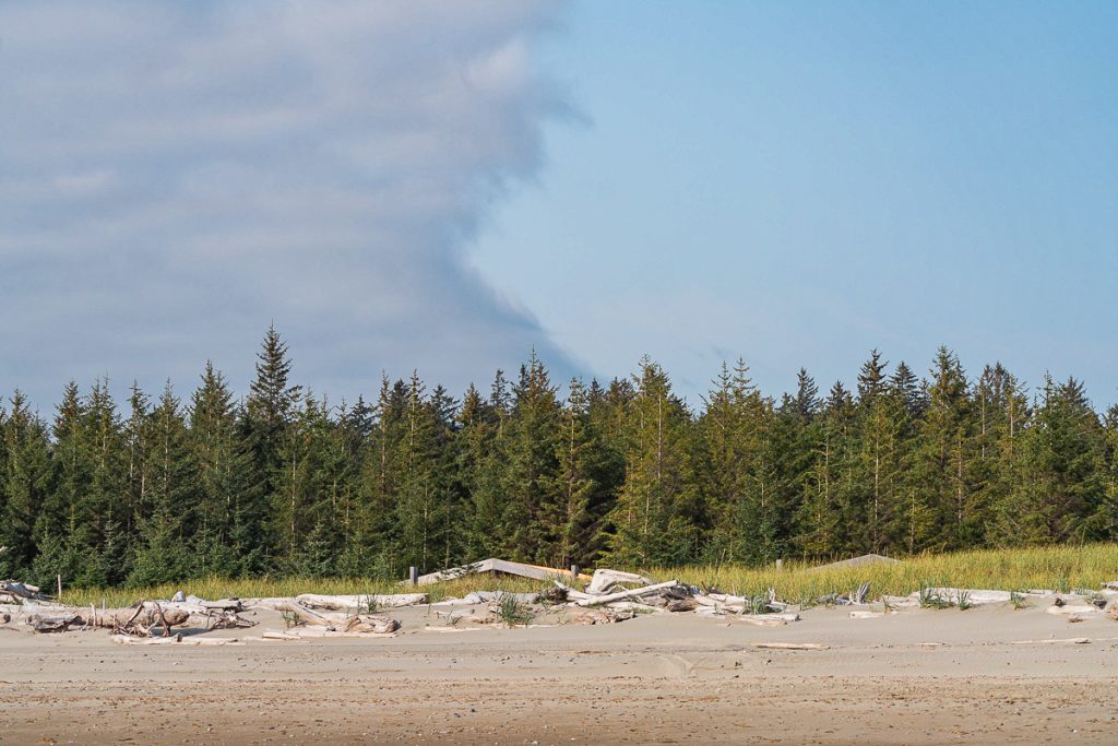 Sand from a beach next to driftwood leading to sedge grass and pine trees, with the tops of some building roofs just peaking over the dunes and a cloud shape on the left side of the photo.