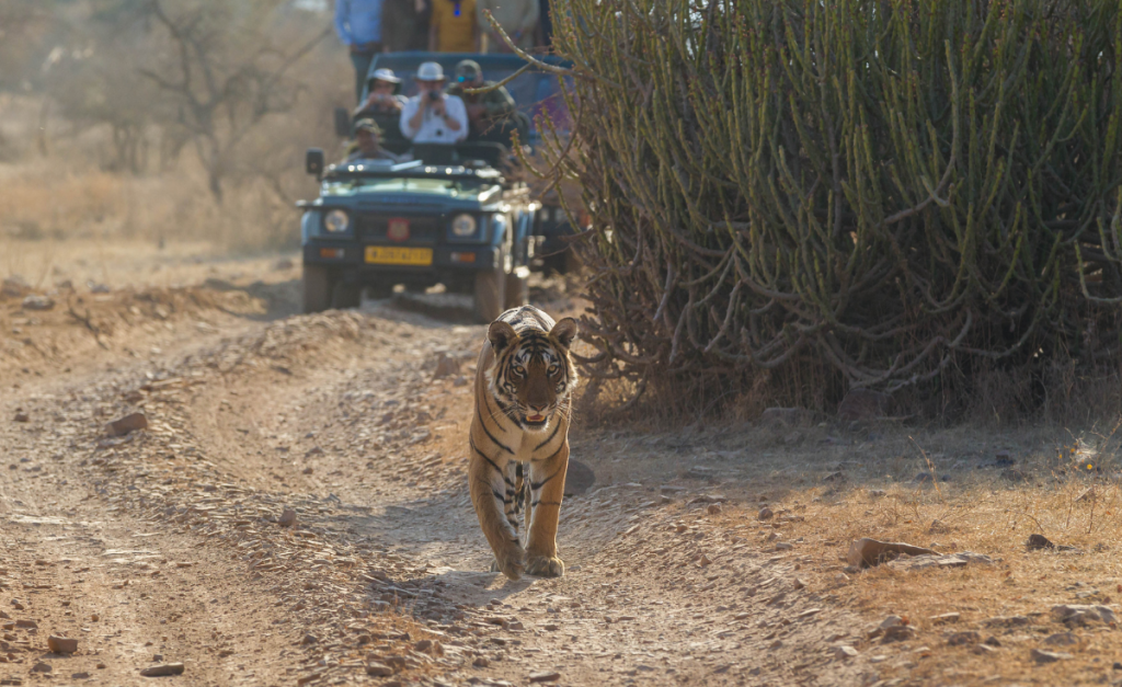 A tiger walking down a rocky road with a big green bush behind it and a jeep with lots of people holding cameras.