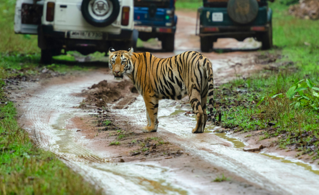 A tiger standing on a muddy road with three cars blurry in the background.