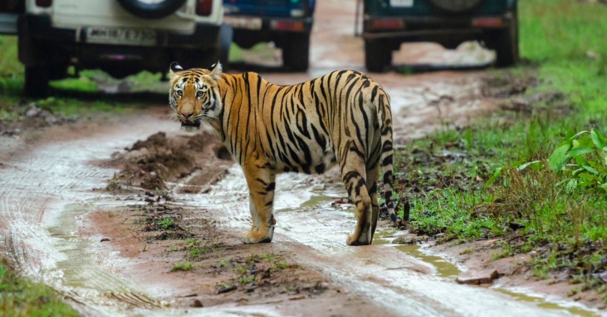 A tiger standing on a muddy road with three cars blurry in the background.