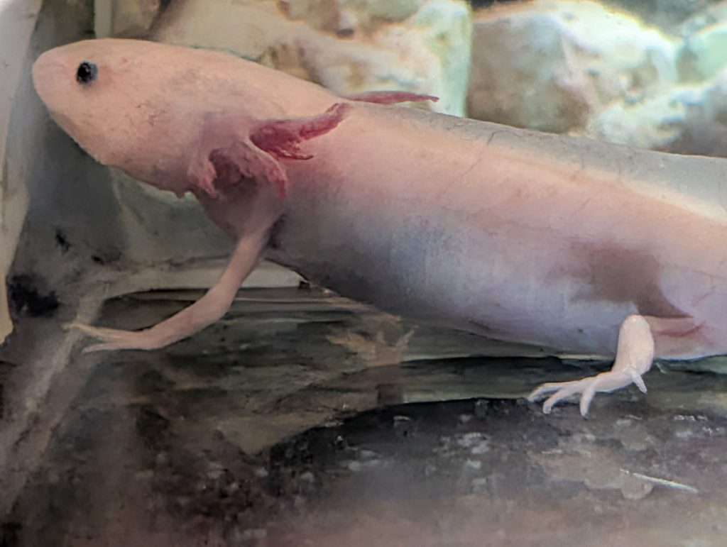 A close-up shot of an inbred pink axolotl.