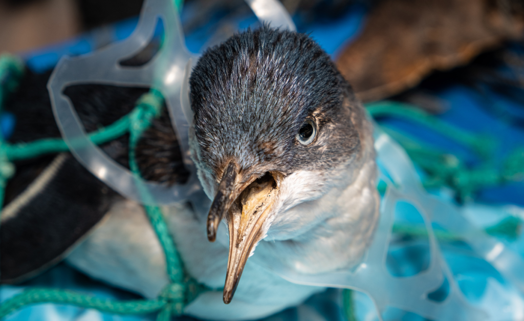 seabird with plastic wrapped around its neck