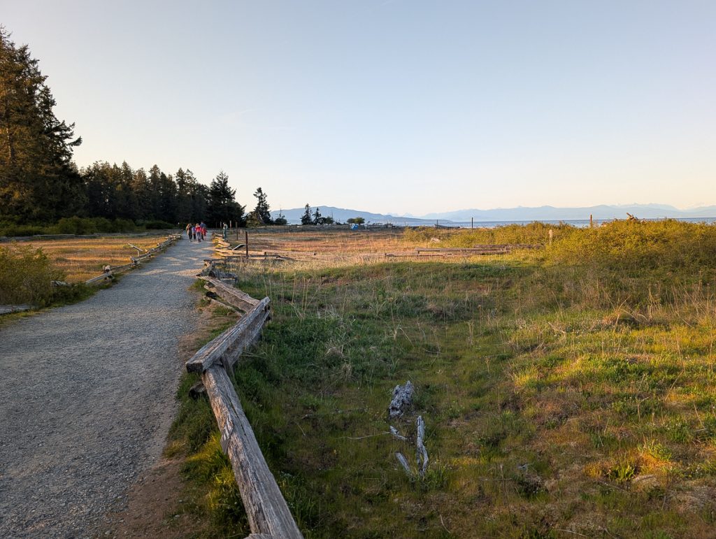 A gravel path next to grass with people walking in the distance towards pine trees.
