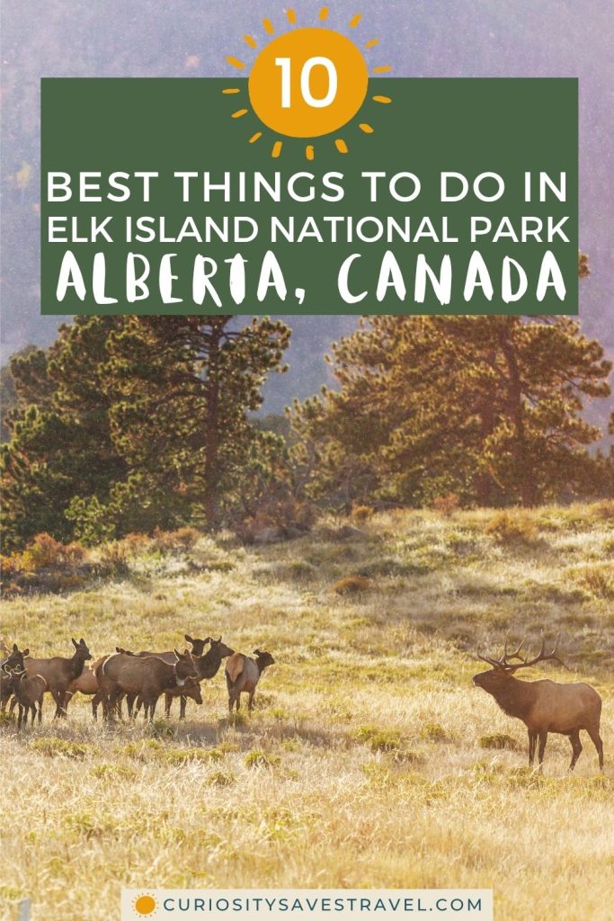 A photo of a male elk with some females in a field of grass with trees behind and a text box with a sun that reads "10 best things to do in Elk Island National Park Alberta, Canada."