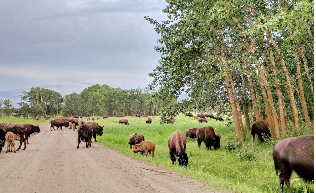 Bison crossing road in Elk Island Alberta