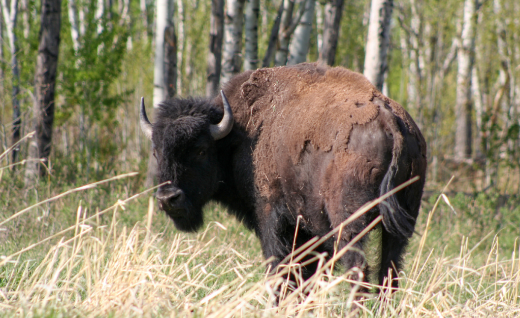 A male plains bison looking at the camera in Alberta Elk Island National Park 