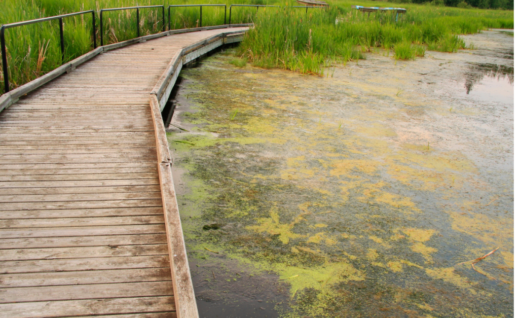 A boardwalk by water in Elk Island National Park Alberta